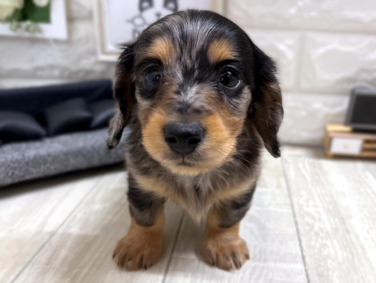 和歌山県のミニチュアダックスフンド(ロング) (DOGMAN和歌山店/2025年11月23日生まれ/男の子/シルバーダップル)の子犬の1枚目の画像