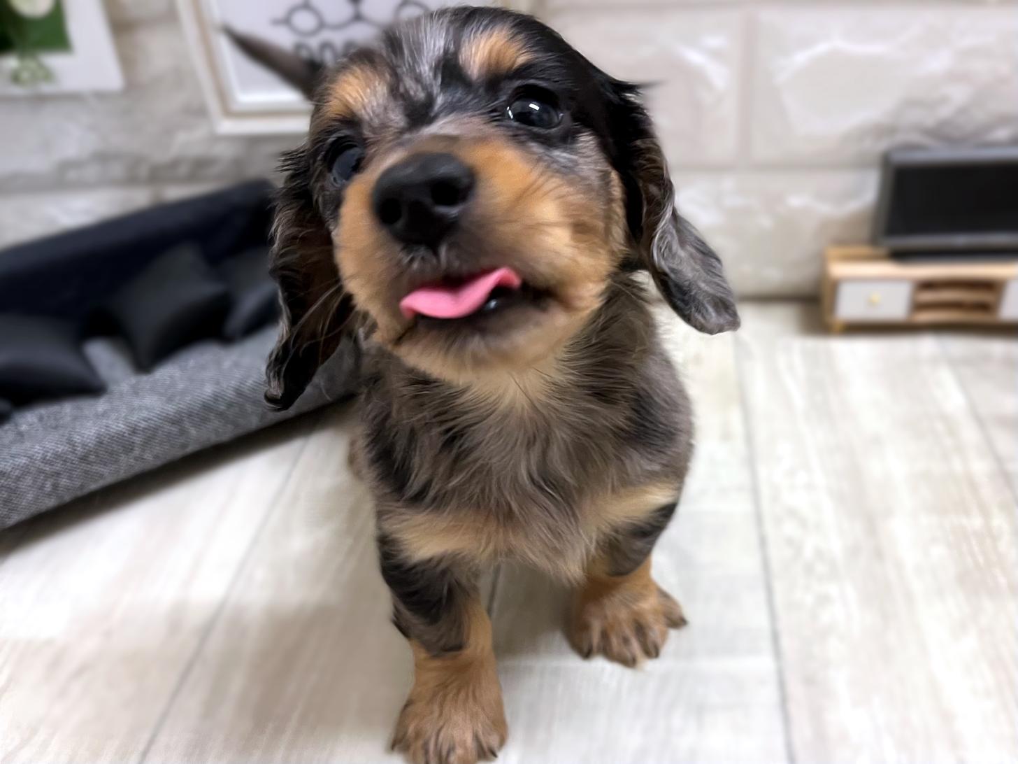 和歌山県のミニチュアダックスフンド(ロング) (DOGMAN和歌山店/2025年11月23日生まれ/男の子/シルバーダップル)の子犬の2枚目の画像