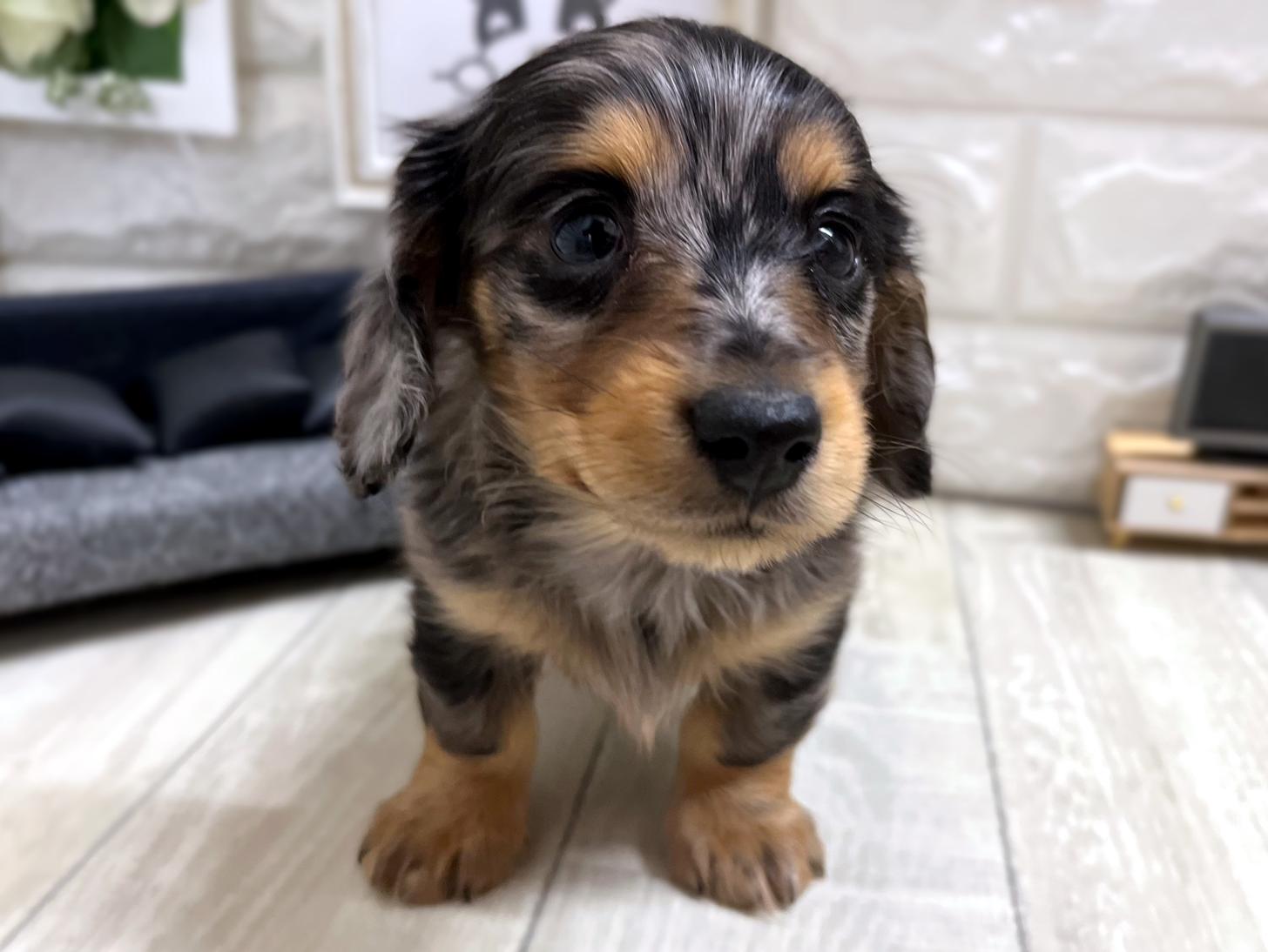 和歌山県のミニチュアダックスフンド(ロング) (DOGMAN和歌山店/2025年11月23日生まれ/男の子/シルバーダップル)の子犬の3枚目の画像