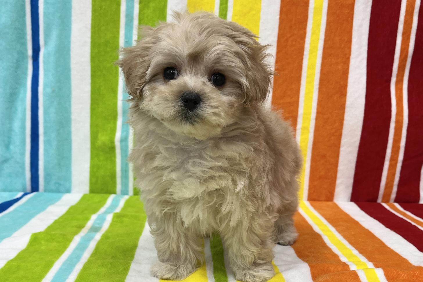 愛知県のマルプー(マルチーズ×プードル) (ハピースペット一宮三条アミーゴ店/2026年2月11日生まれ/女の子/その他色)の子犬の1枚目の画像