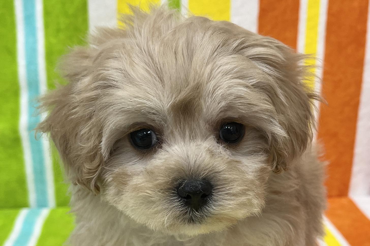 愛知県のマルプー(マルチーズ×プードル) (ハピースペット一宮三条アミーゴ店/2026年2月11日生まれ/女の子/その他色)の子犬の2枚目の画像