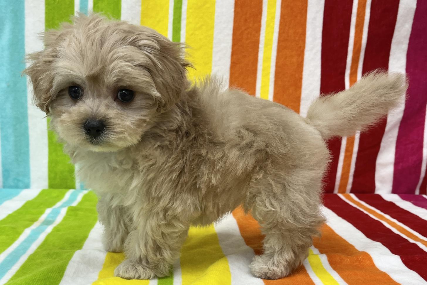 愛知県のマルプー(マルチーズ×プードル) (ハピースペット一宮三条アミーゴ店/2026年2月11日生まれ/女の子/その他色)の子犬の3枚目の画像