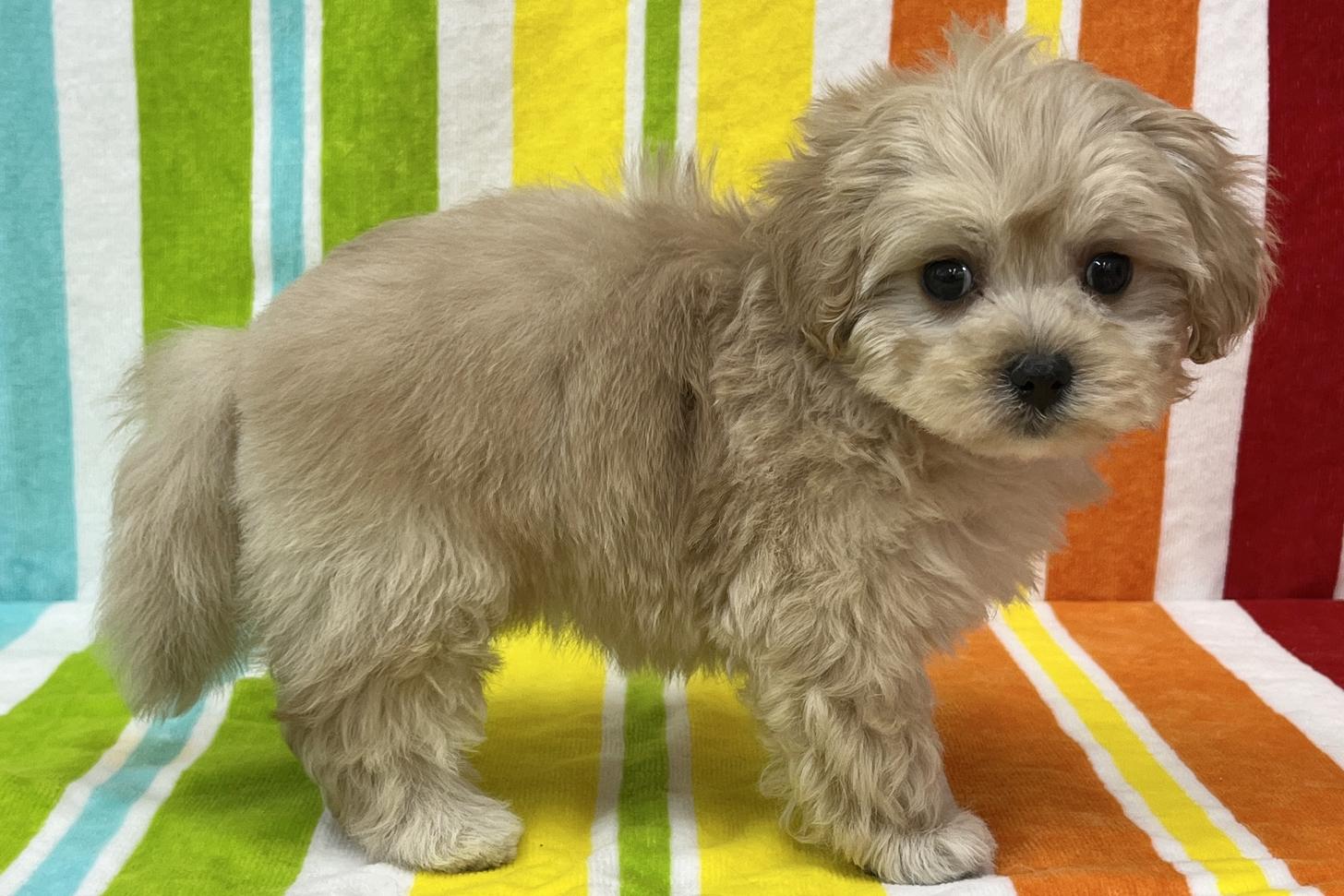 愛知県のマルプー(マルチーズ×プードル) (ハピースペット一宮三条アミーゴ店/2026年2月11日生まれ/女の子/その他色)の子犬の4枚目の画像