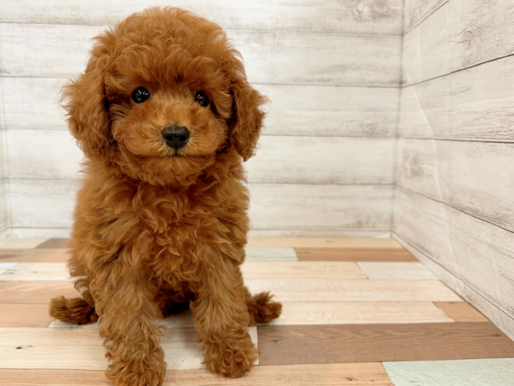 新潟県のトイプードル(トイ) (竹内ペット 新潟西店/2025年8月11日生まれ/女の子/レッド)の子犬の1枚目の画像