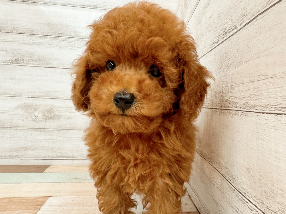 新潟県のトイプードル(トイ) (竹内ペット 新潟西店/2025年8月11日生まれ/女の子/レッド)の子犬の2枚目の画像