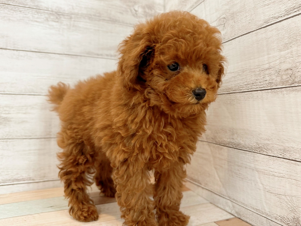 新潟県のトイプードル(トイ) (竹内ペット 新潟西店/2025年8月11日生まれ/女の子/レッド)の子犬の3枚目の画像