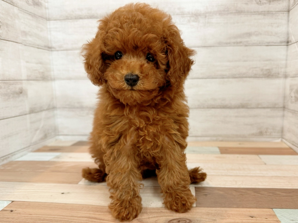 新潟県のトイプードル(トイ) (竹内ペット 新潟西店/2025年8月11日生まれ/女の子/レッド)の子犬の4枚目の画像