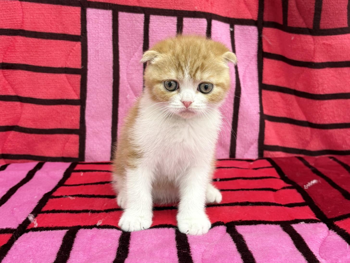 愛知県のスコティッシュフォールド (ハピースペット春日井アミーゴ店/2025年12月17日生まれ/男の子/レッドタビーホワイト)の子猫の1枚目の画像