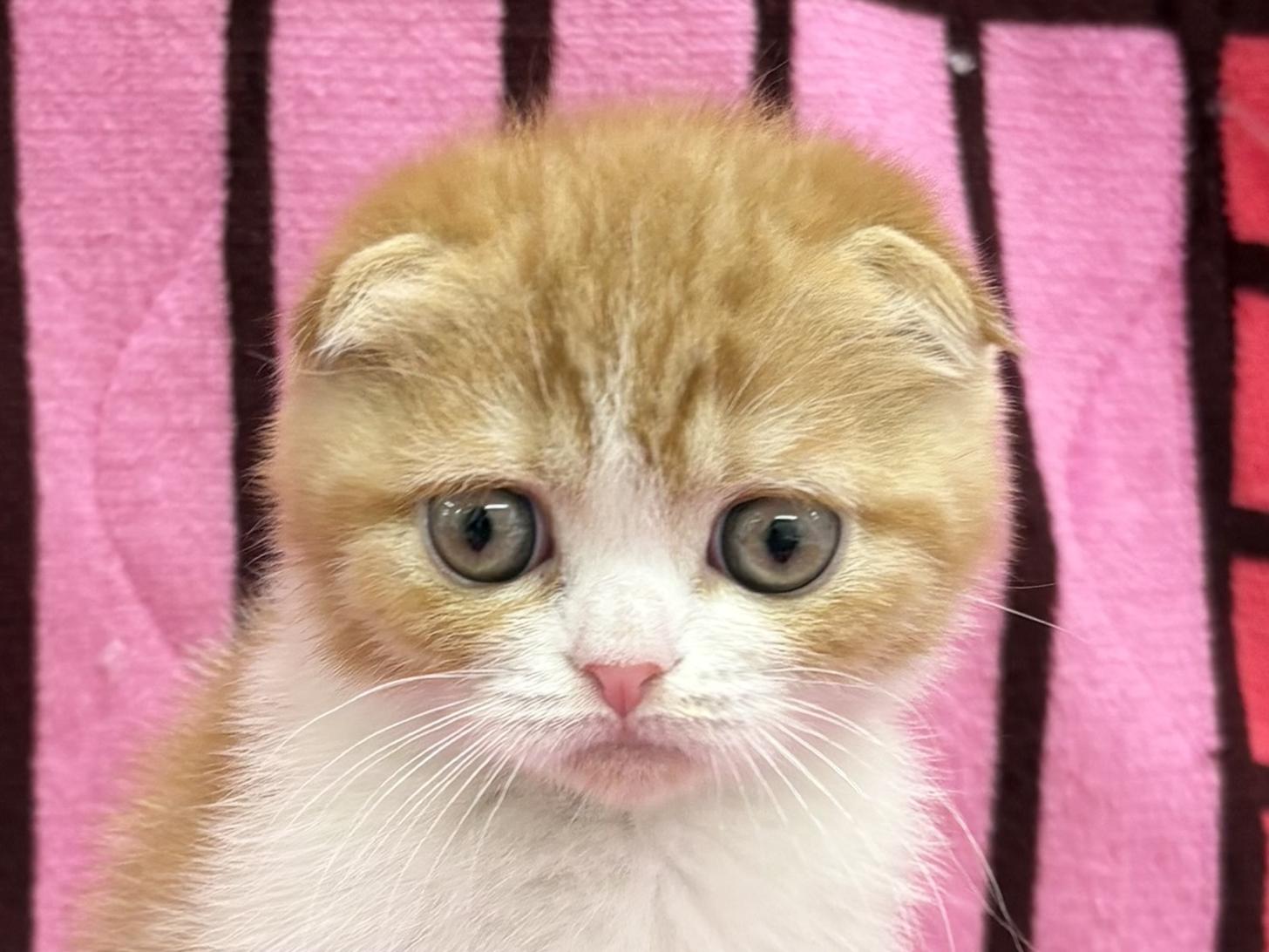 愛知県のスコティッシュフォールド (ハピースペット春日井アミーゴ店/2025年12月17日生まれ/男の子/レッドタビーホワイト)の子猫の2枚目の画像