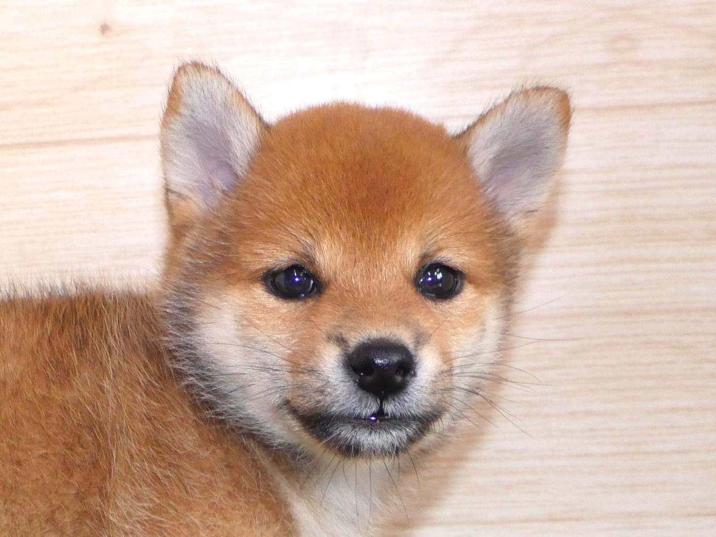 愛知県の豆柴 (丸弘ペットセンター/2026年6月5日生まれ/女の子/赤)の子犬の1枚目の画像