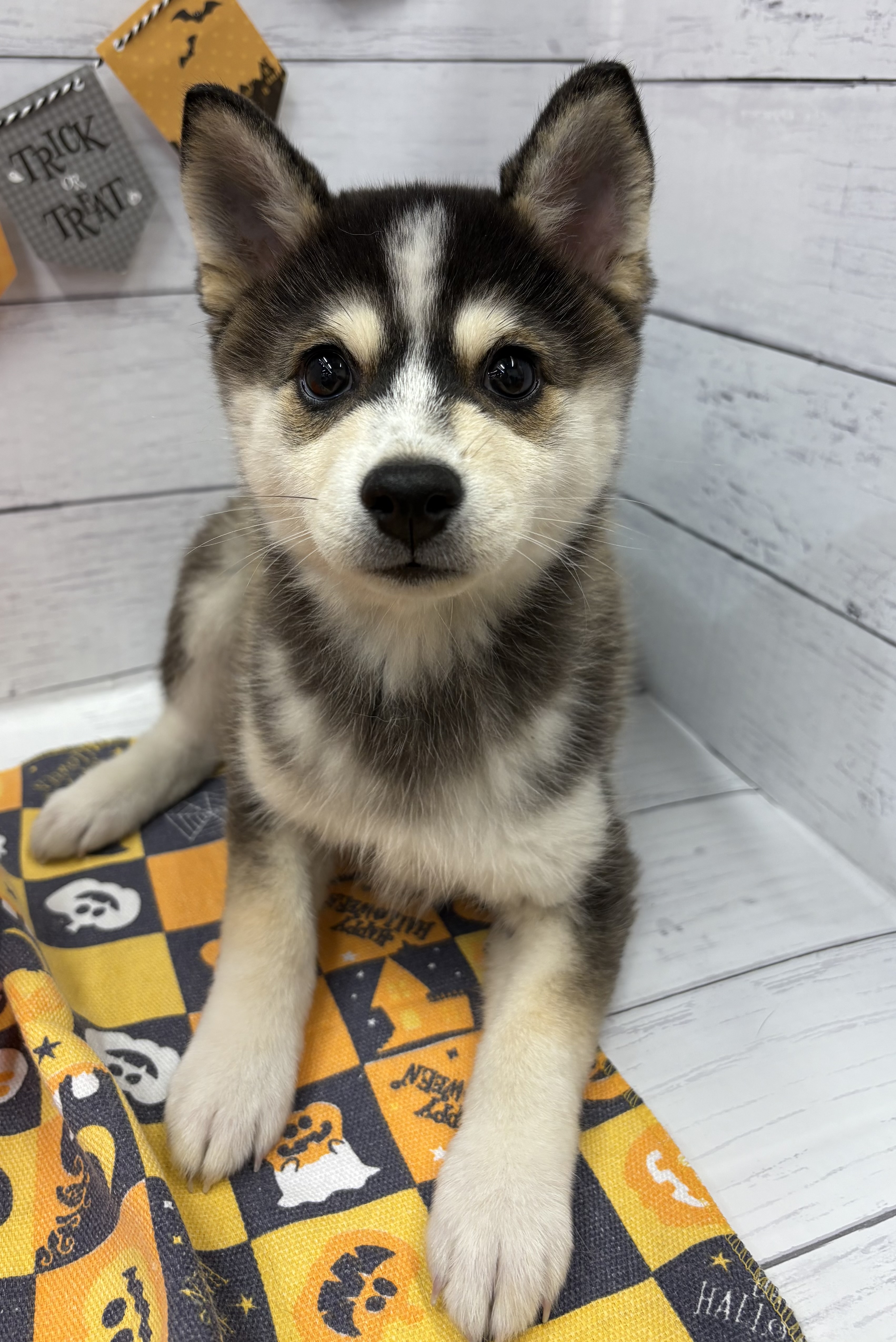 千葉県のハーフ犬・ミックス犬 (ペッツワン佐倉店/2026年7月18日生まれ/女の子/シルバーホワイト)の子犬の1枚目の画像