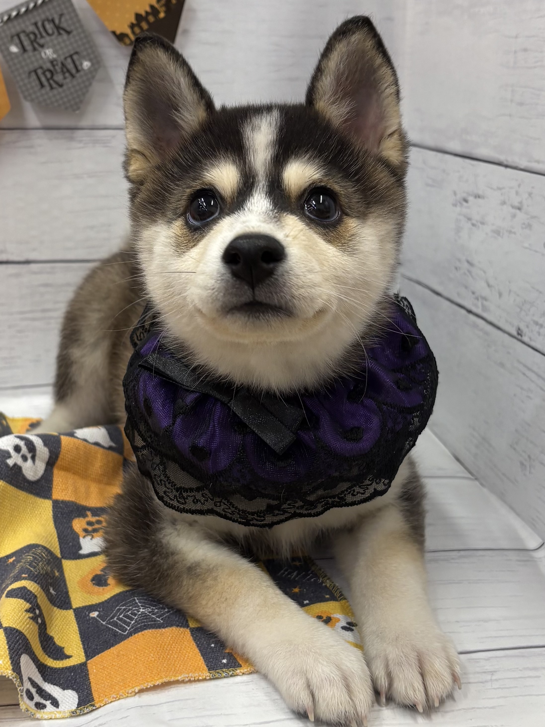 千葉県のハーフ犬・ミックス犬 (ペッツワン佐倉店/2026年7月18日生まれ/女の子/シルバーホワイト)の子犬の2枚目の画像