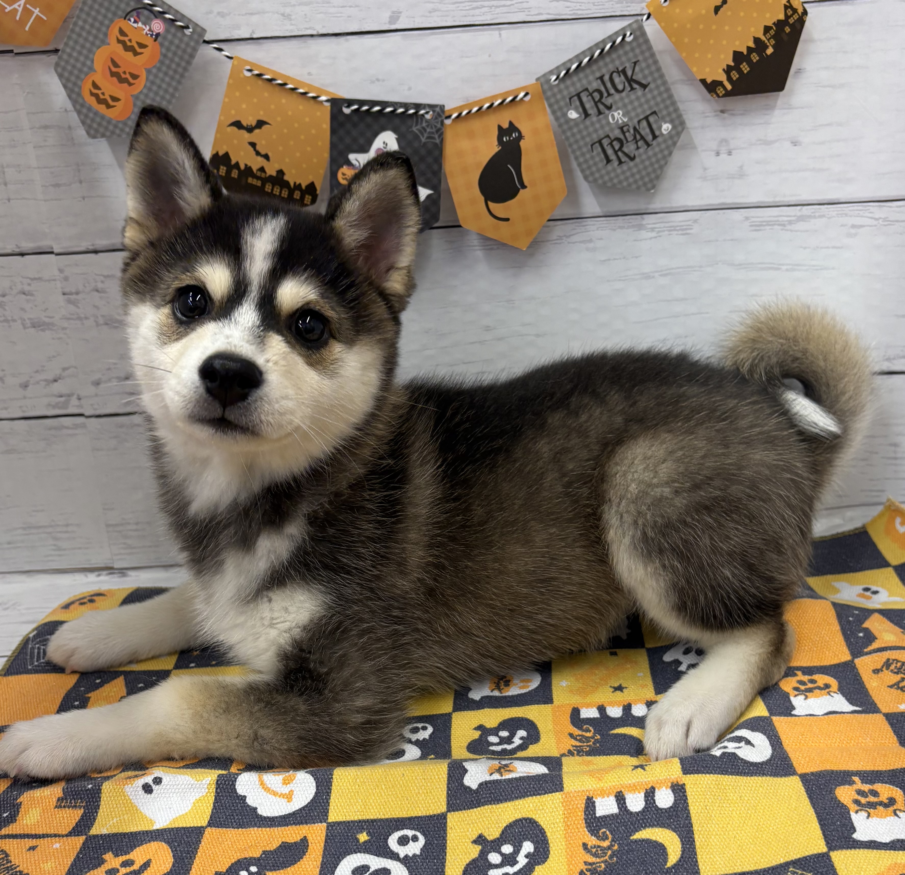 千葉県のハーフ犬・ミックス犬 (ペッツワン佐倉店/2026年7月18日生まれ/女の子/シルバーホワイト)の子犬の3枚目の画像