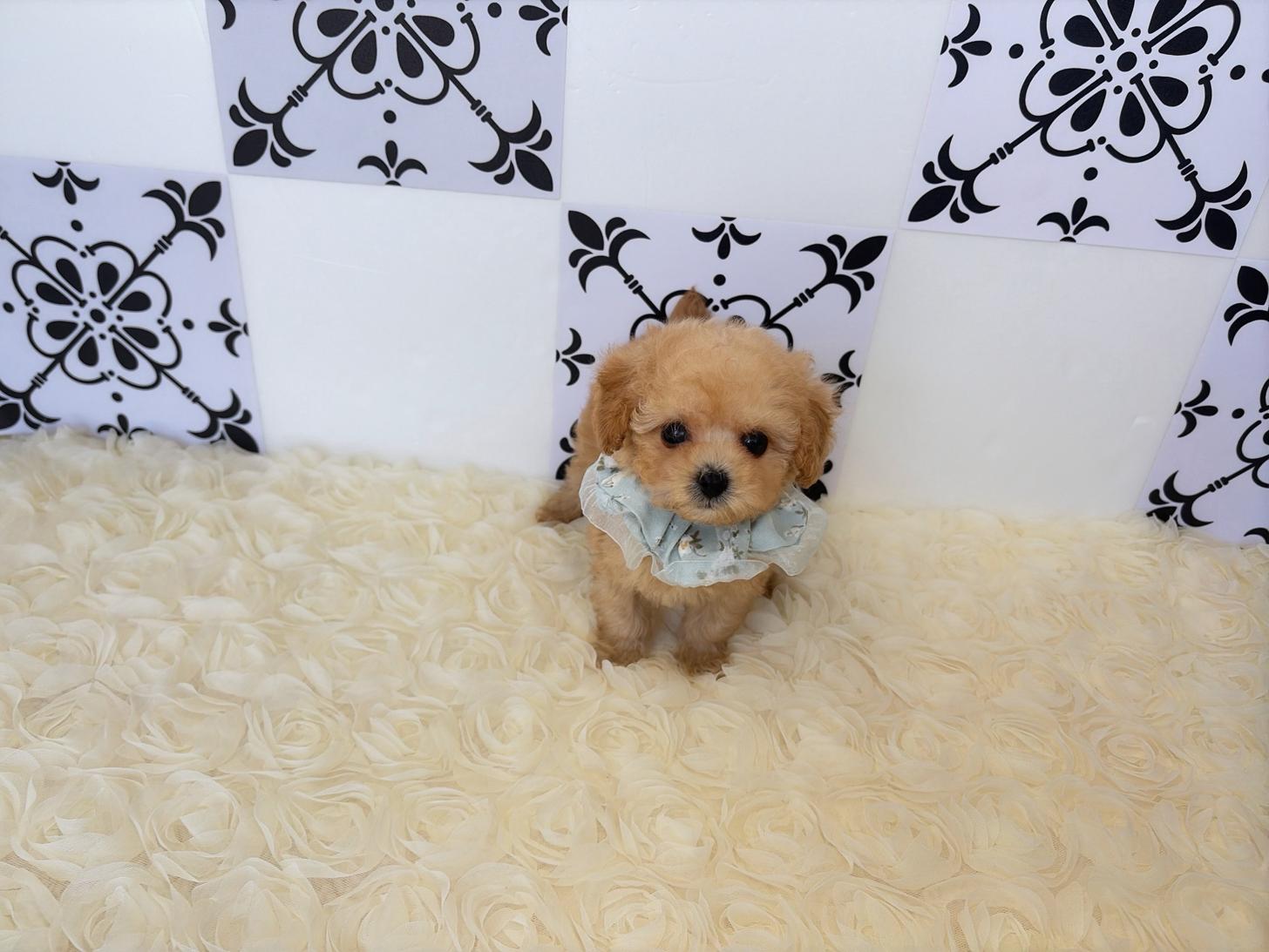 福岡県のトイプードル(タイニー) (ぱぴぷぺっと福岡店/2026年2月27日生まれ/男の子/アプリコット)の子犬の1枚目の画像
