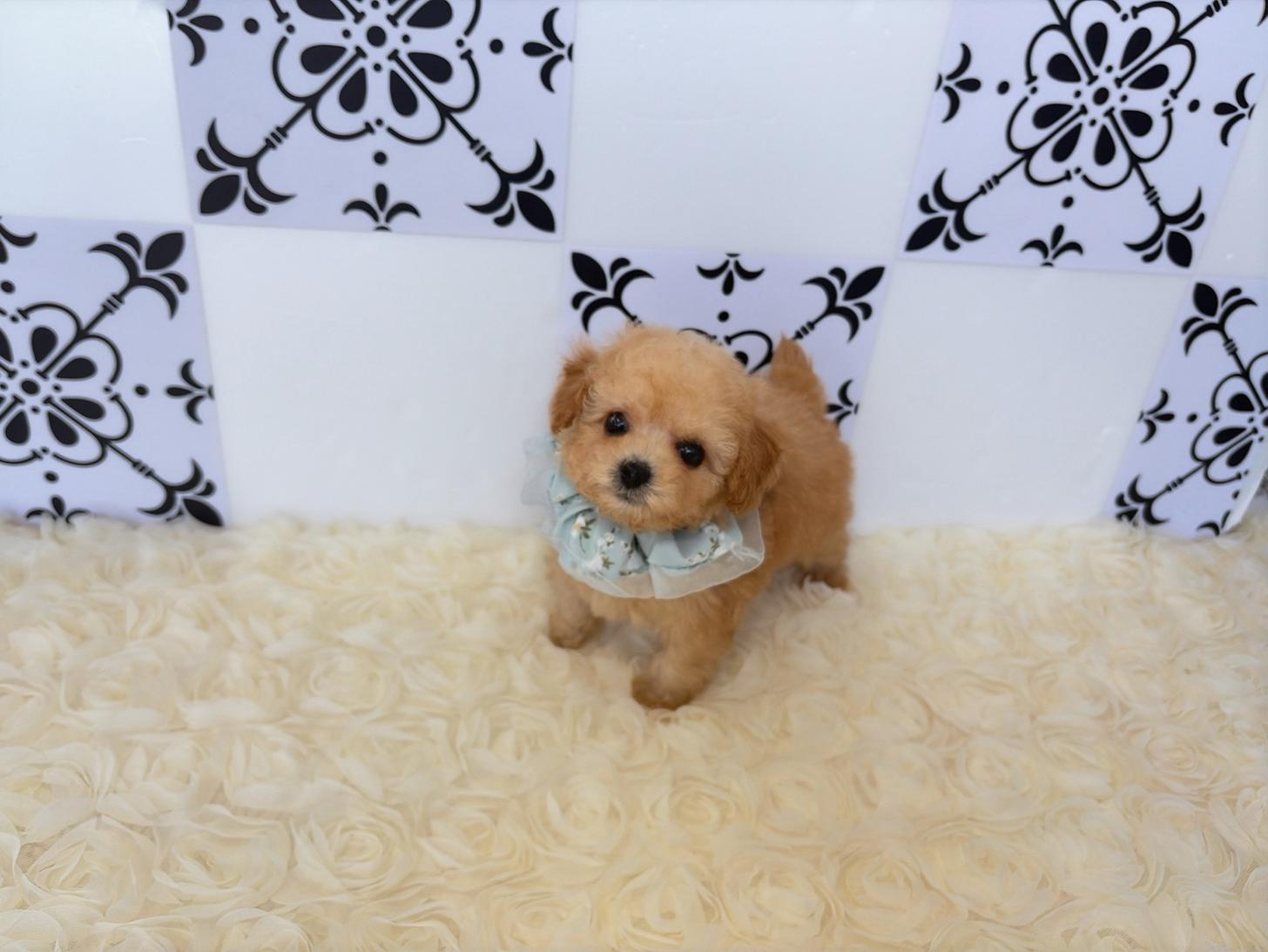福岡県のトイプードル(タイニー) (ぱぴぷぺっと福岡店/2026年2月27日生まれ/男の子/アプリコット)の子犬の2枚目の画像
