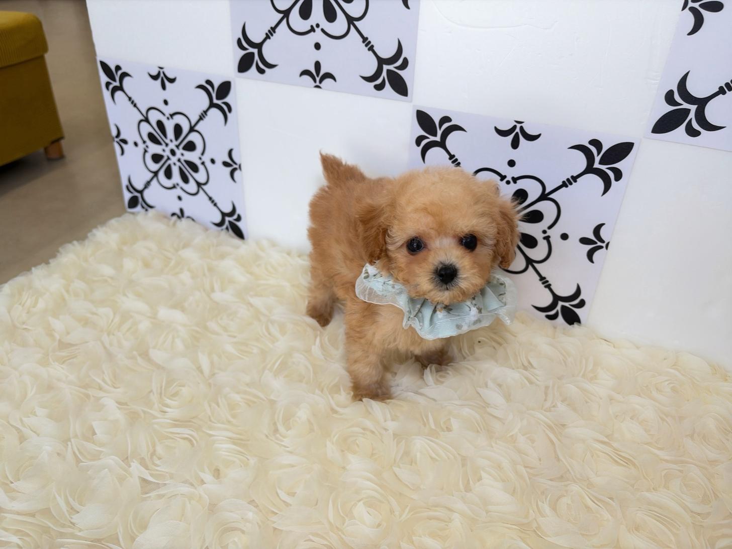 福岡県のトイプードル(タイニー) (ぱぴぷぺっと福岡店/2026年2月27日生まれ/男の子/アプリコット)の子犬の3枚目の画像