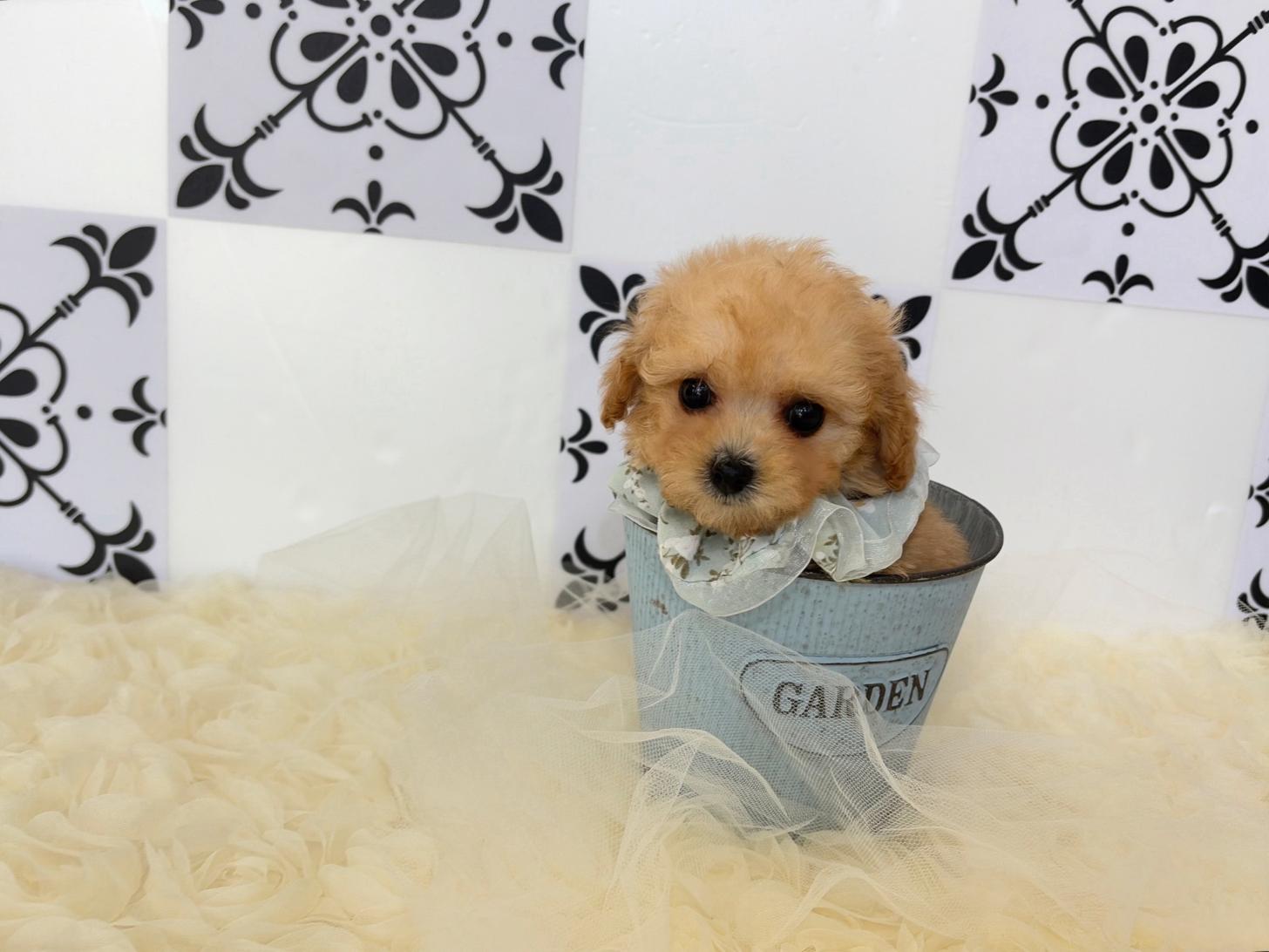 福岡県のトイプードル(タイニー) (ぱぴぷぺっと福岡店/2026年2月27日生まれ/男の子/アプリコット)の子犬の4枚目の画像