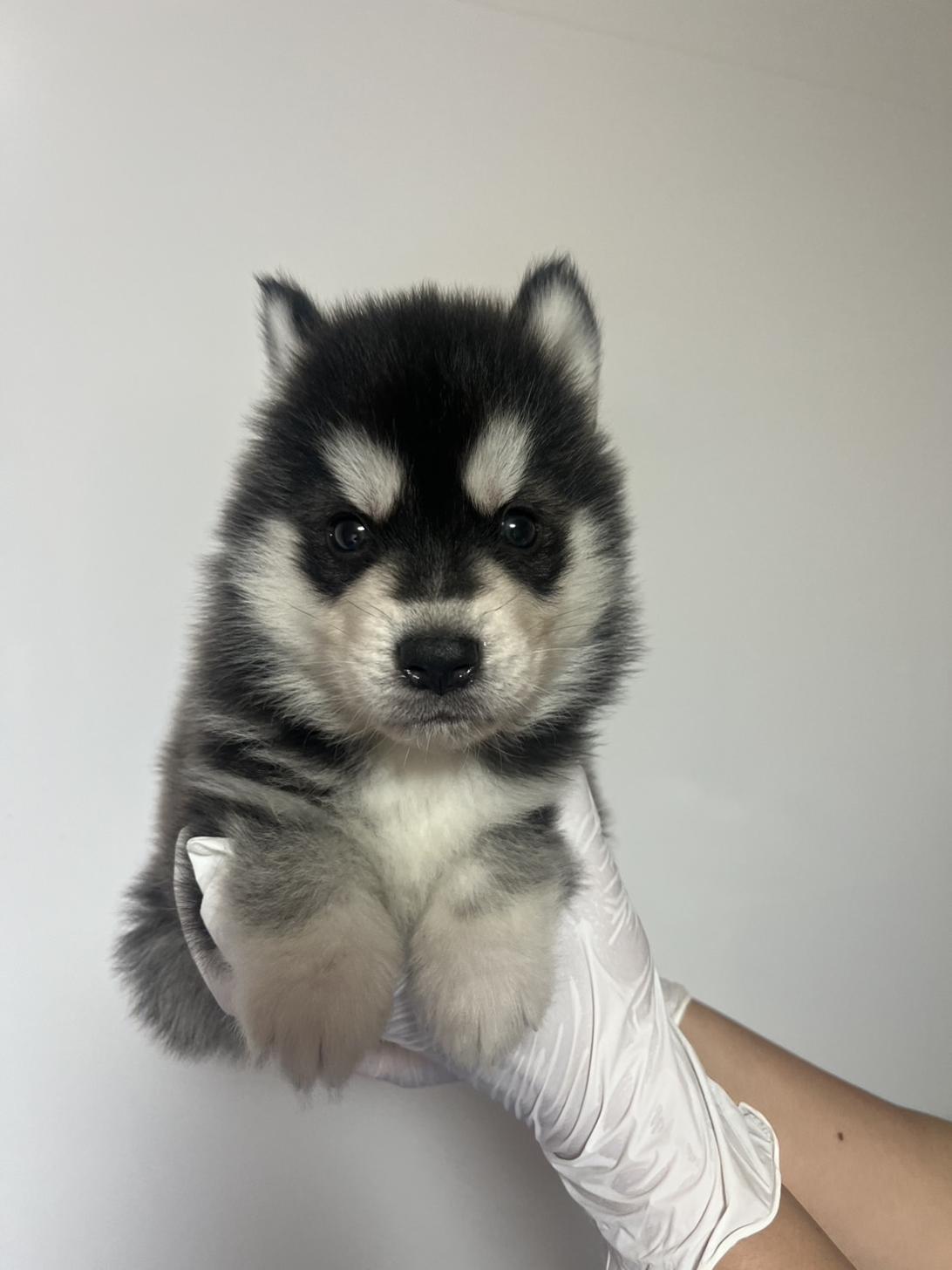 埼玉県のハーフ犬・ミックス犬 (ペッツスマイル加須インター店/2026年3月28日生まれ/男の子/ブラックホワイト)の子犬の1枚目の画像