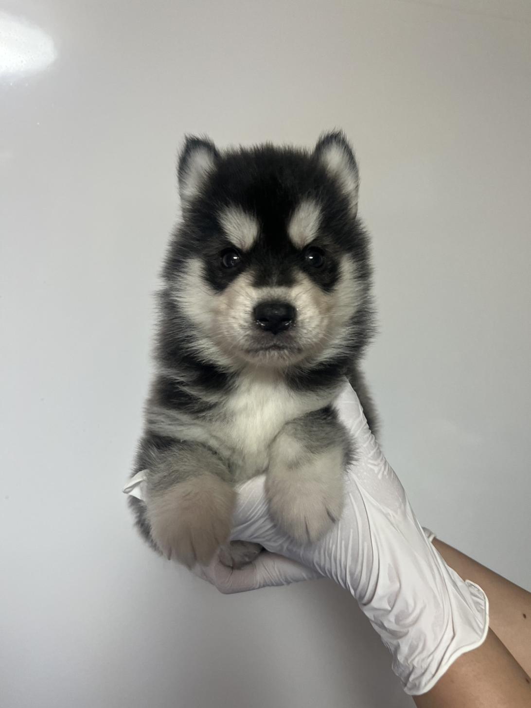 埼玉県のハーフ犬・ミックス犬 (ペッツスマイル加須インター店/2026年3月28日生まれ/男の子/ブラックホワイト)の子犬の2枚目の画像