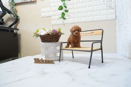 滋賀県のトイプードル(タイニー) (いっぷく湖南店/2026年2月21日生まれ/男の子/レッドフォーン)の子犬の2枚目の画像