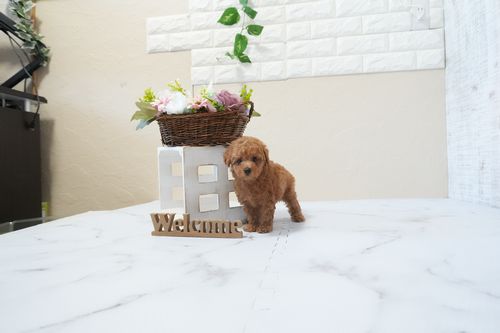 滋賀県のトイプードル(タイニー) (いっぷく湖南店/2026年2月21日生まれ/男の子/レッドフォーン)の子犬の3枚目の画像