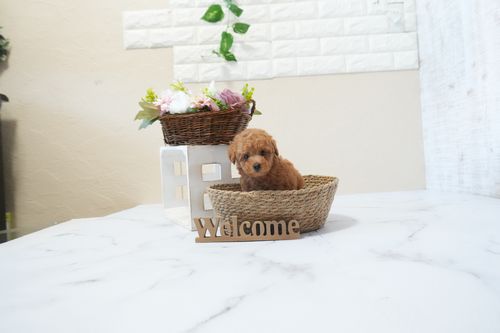 滋賀県のトイプードル(タイニー) (いっぷく湖南店/2026年2月21日生まれ/男の子/レッドフォーン)の子犬の4枚目の画像