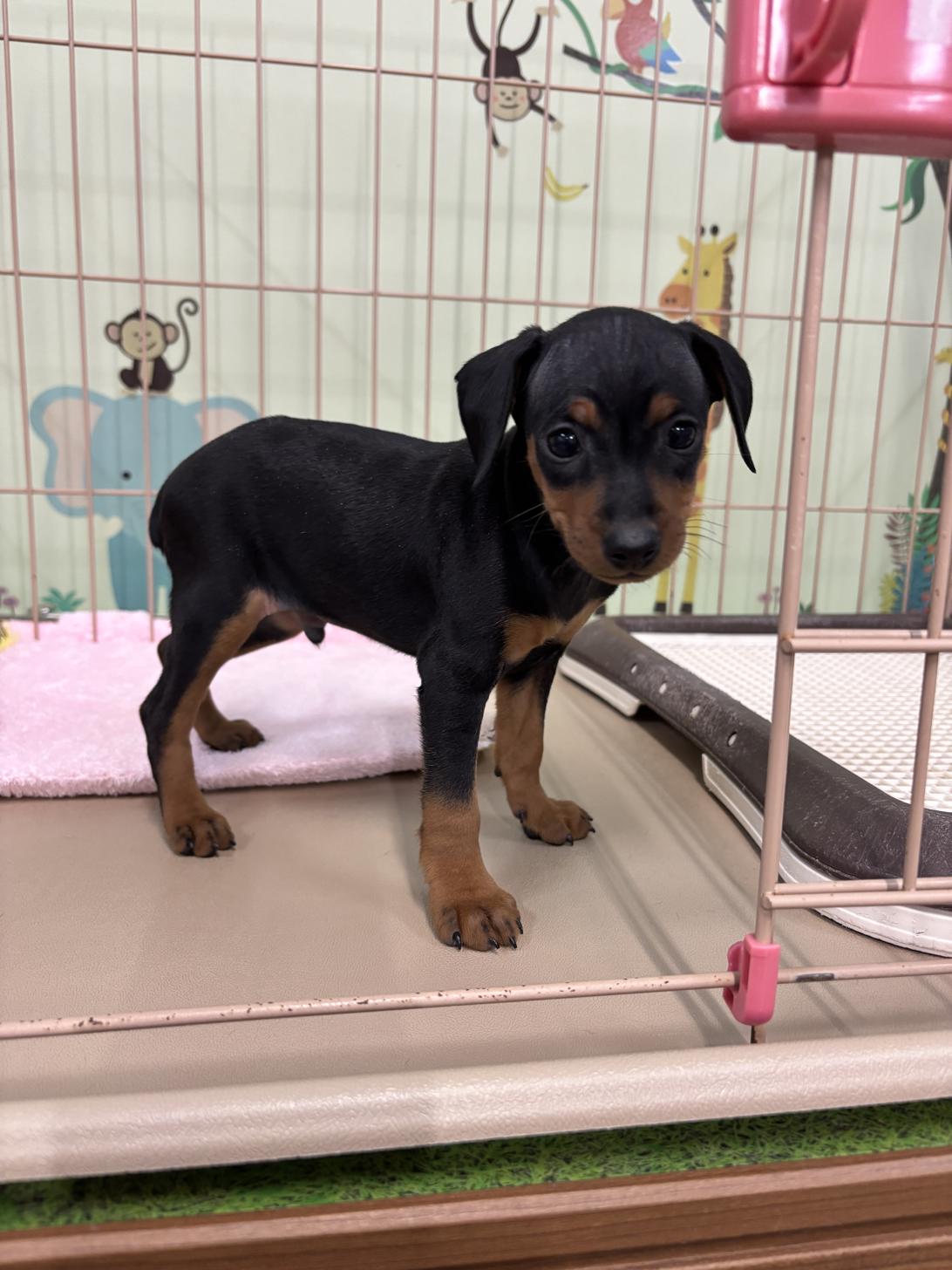 愛知県のミニチュアピンシャー (子いぬの足あと/2025年12月7日生まれ/男の子/ブラックタン)の子犬