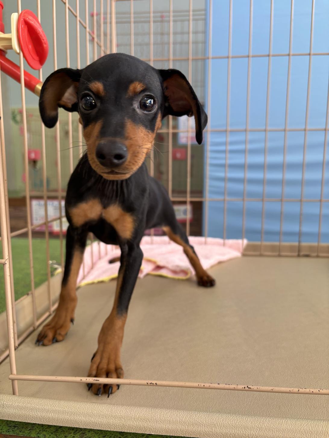 愛知県のミニチュアピンシャー (子いぬの足あと/2025年12月7日生まれ/男の子/ブラックタン)の子犬