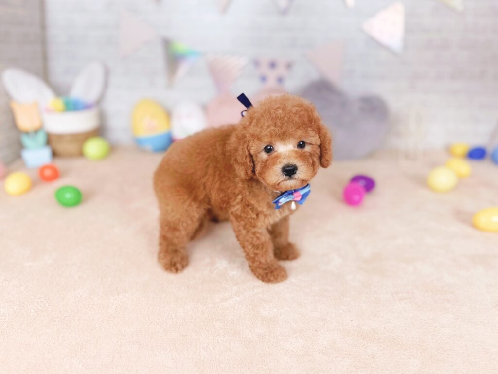 北海道のトイプードル(トイ) (ペットショップだんぼ/2026年7月16日生まれ/男の子/レッド)の子犬の1枚目の画像