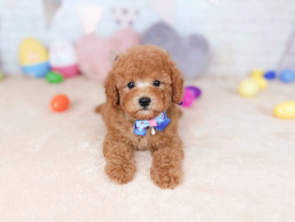 北海道のトイプードル(トイ) (ペットショップだんぼ/2026年7月16日生まれ/男の子/レッド)の子犬の2枚目の画像