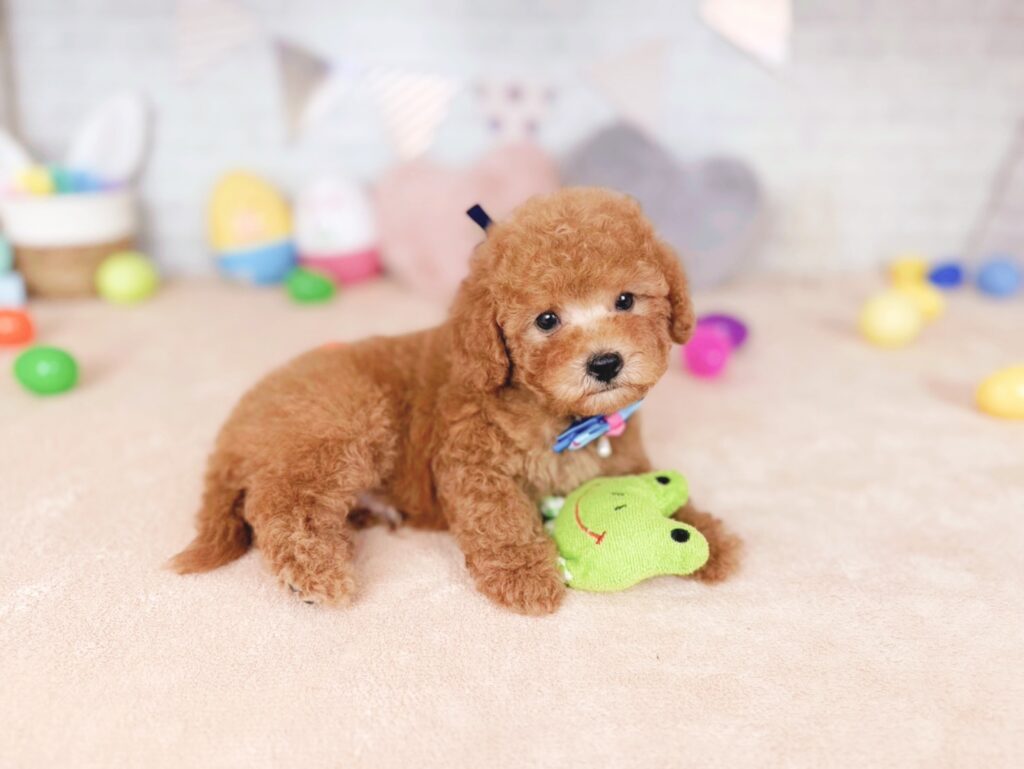 北海道のトイプードル(トイ) (ペットショップだんぼ/2026年7月16日生まれ/男の子/レッド)の子犬の3枚目の画像