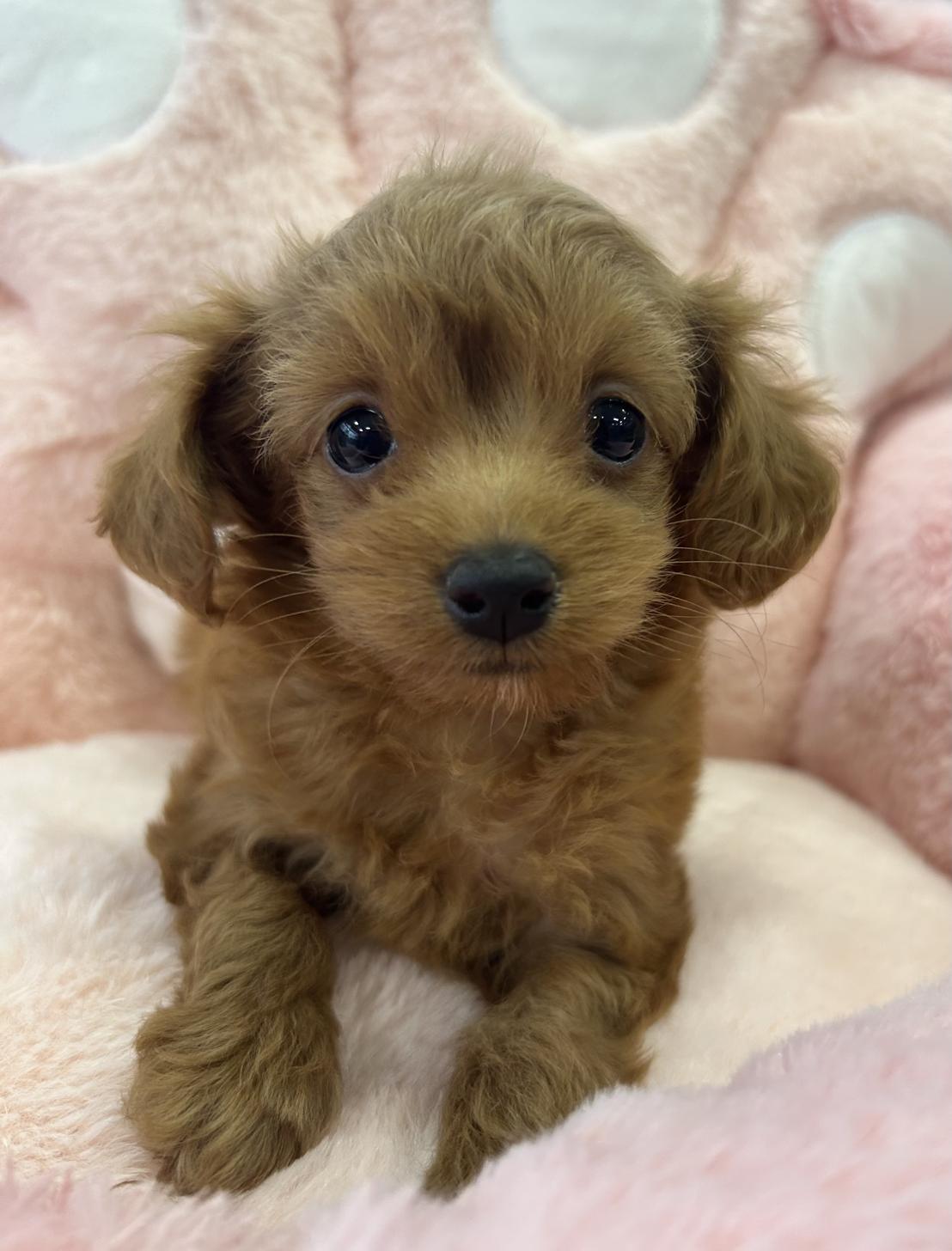 佐賀県のマルプー(マルチーズ×プードル) (スタードッグス新鳥栖店/2025年12月10日生まれ/女の子/アプリコット)の子犬の1枚目の画像