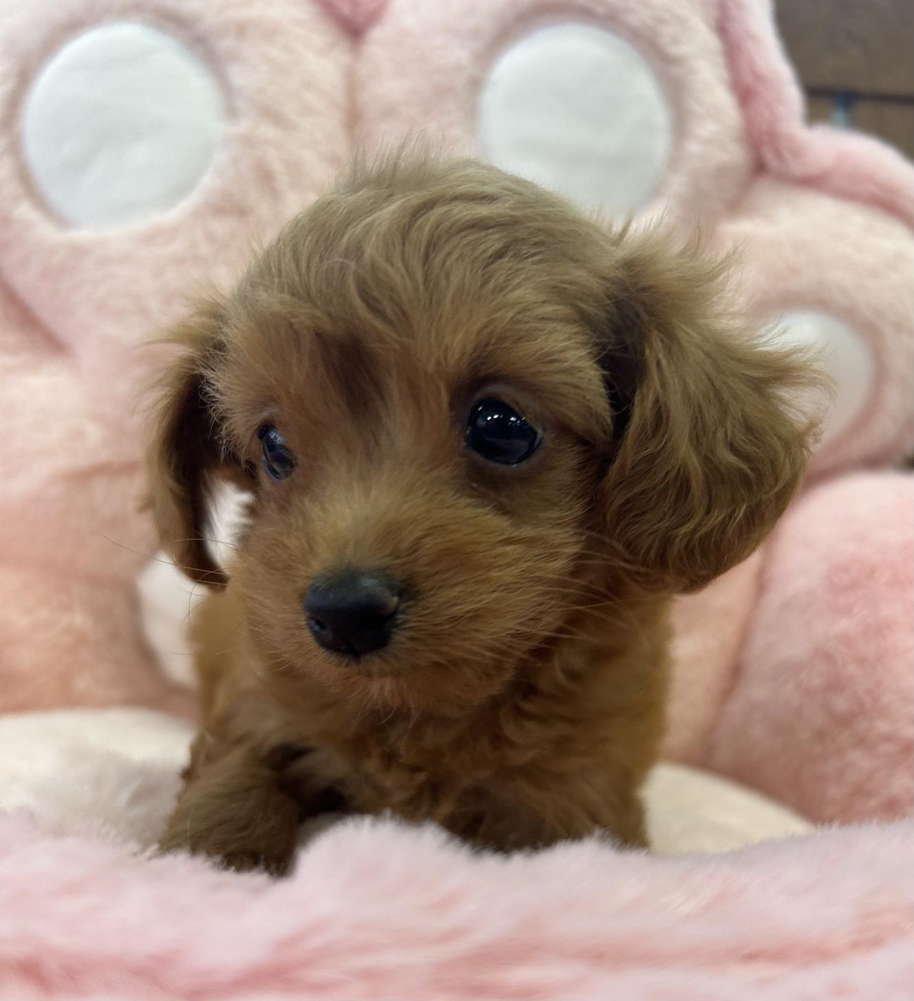 佐賀県のマルプー(マルチーズ×プードル) (スタードッグス新鳥栖店/2025年12月10日生まれ/女の子/アプリコット)の子犬の2枚目の画像