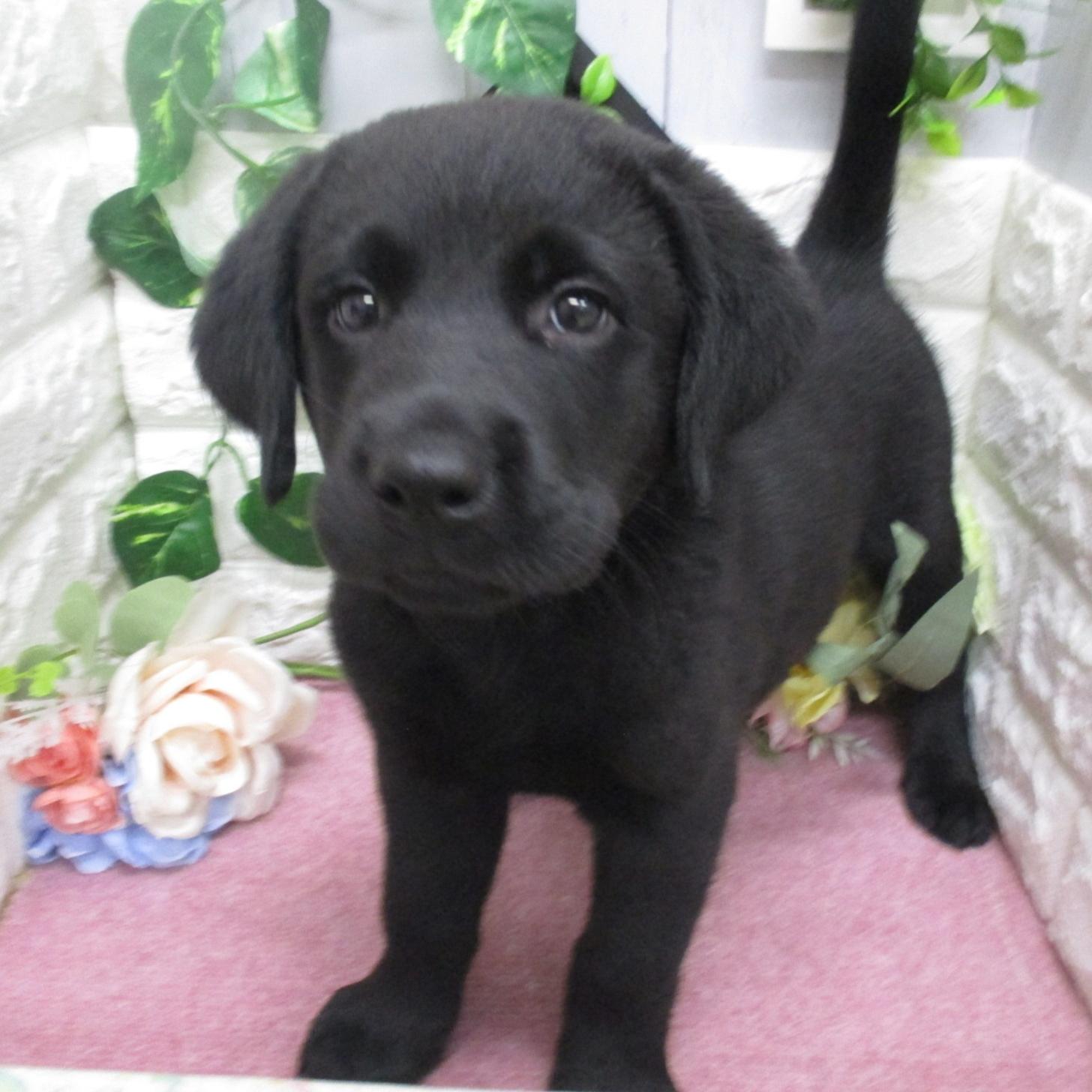 東京都のラブラドールレトリーバー (ペッツコンシェル府中四谷店/2026年2月24日生まれ/男の子/ブラック)の子犬の1枚目の画像