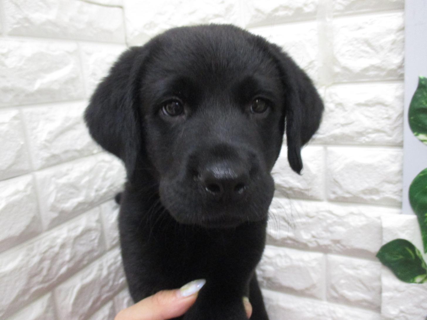 東京都のラブラドールレトリーバー (ペッツコンシェル府中四谷店/2026年2月24日生まれ/男の子/ブラック)の子犬の2枚目の画像