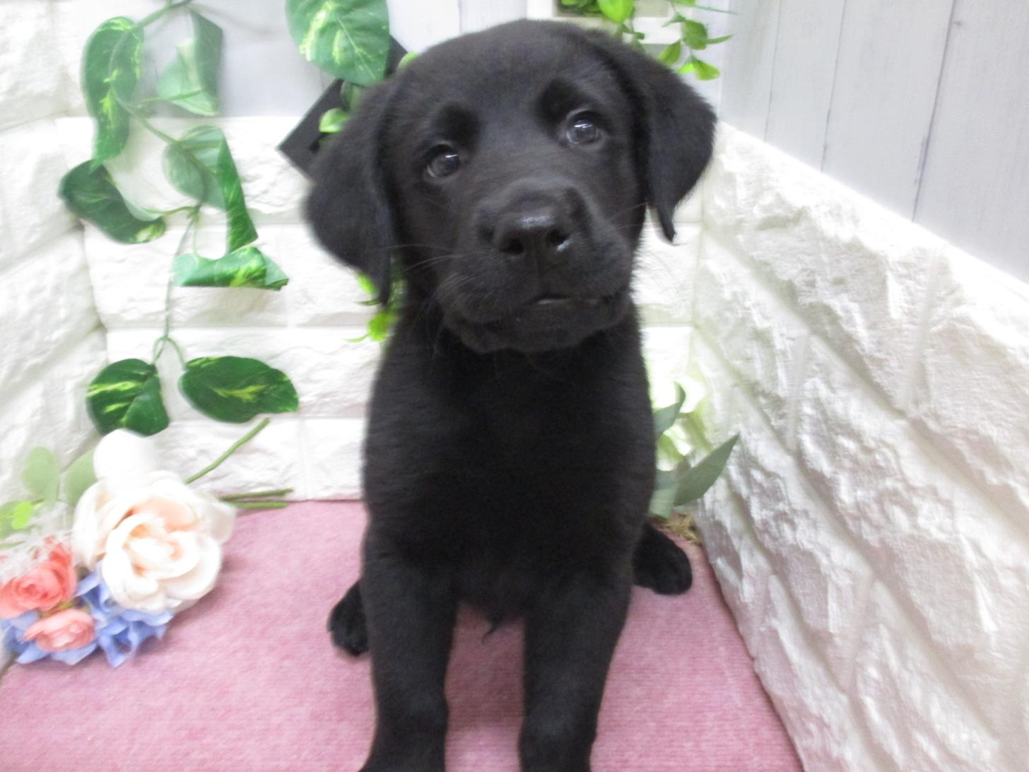 東京都のラブラドールレトリーバー (ペッツコンシェル府中四谷店/2026年2月24日生まれ/男の子/ブラック)の子犬の3枚目の画像