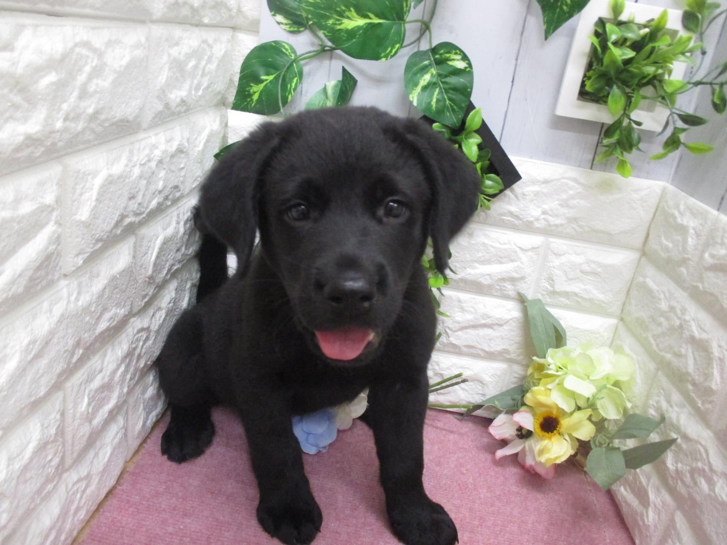 東京都のラブラドールレトリーバー (ペッツコンシェル府中四谷店/2026年2月24日生まれ/男の子/ブラック)の子犬の4枚目の画像