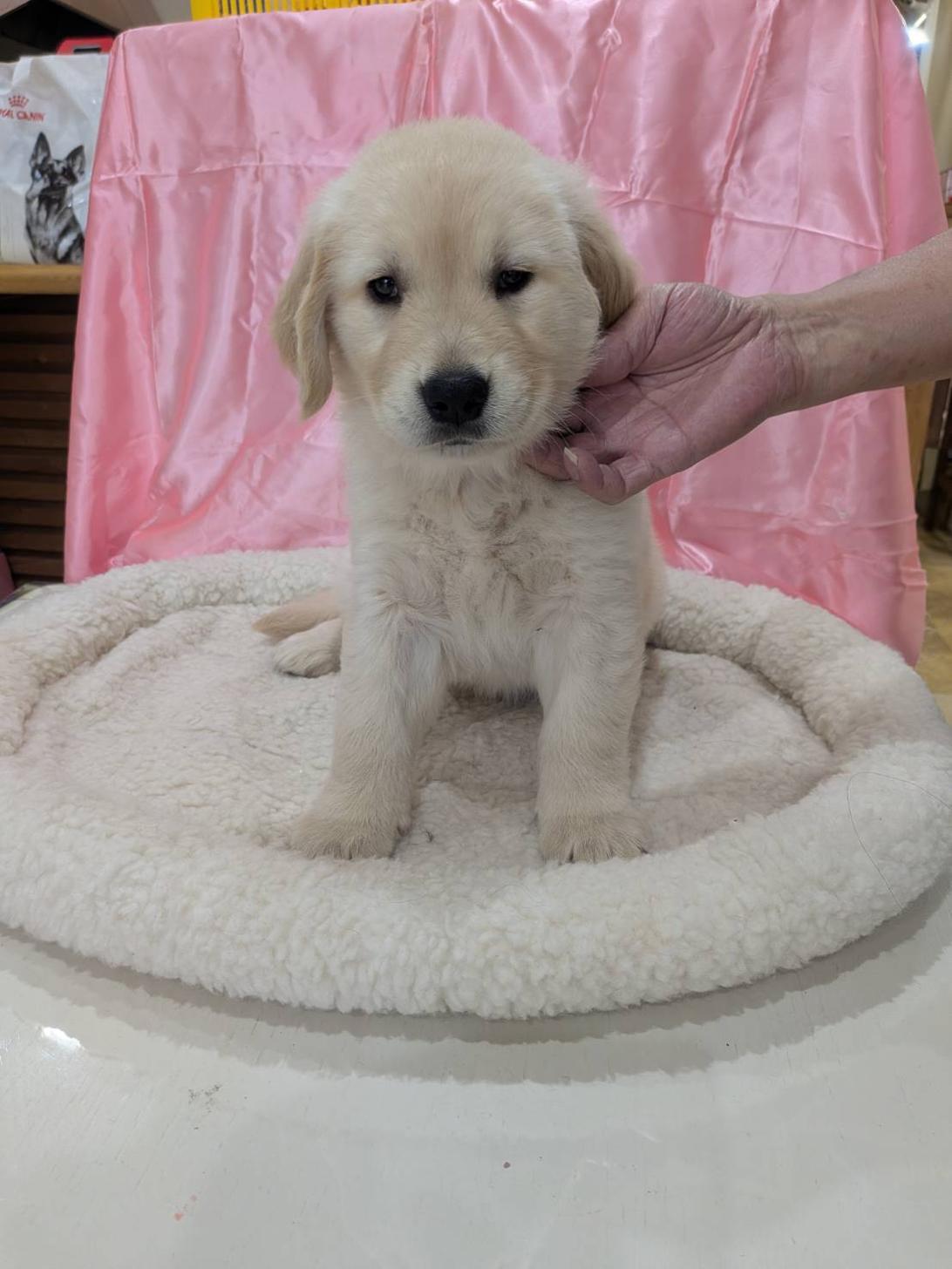 北海道のゴールデンレトリバー (ドッグ・ワン/2026年5月10日生まれ/女の子/ゴールド)の子犬の1枚目の画像