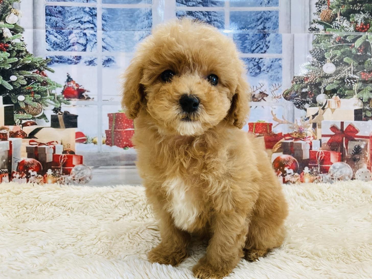 福岡県のトイプードル(トイ) (スタードッグス大牟田店/2025年9月1日生まれ/男の子/アプリコット)の子犬