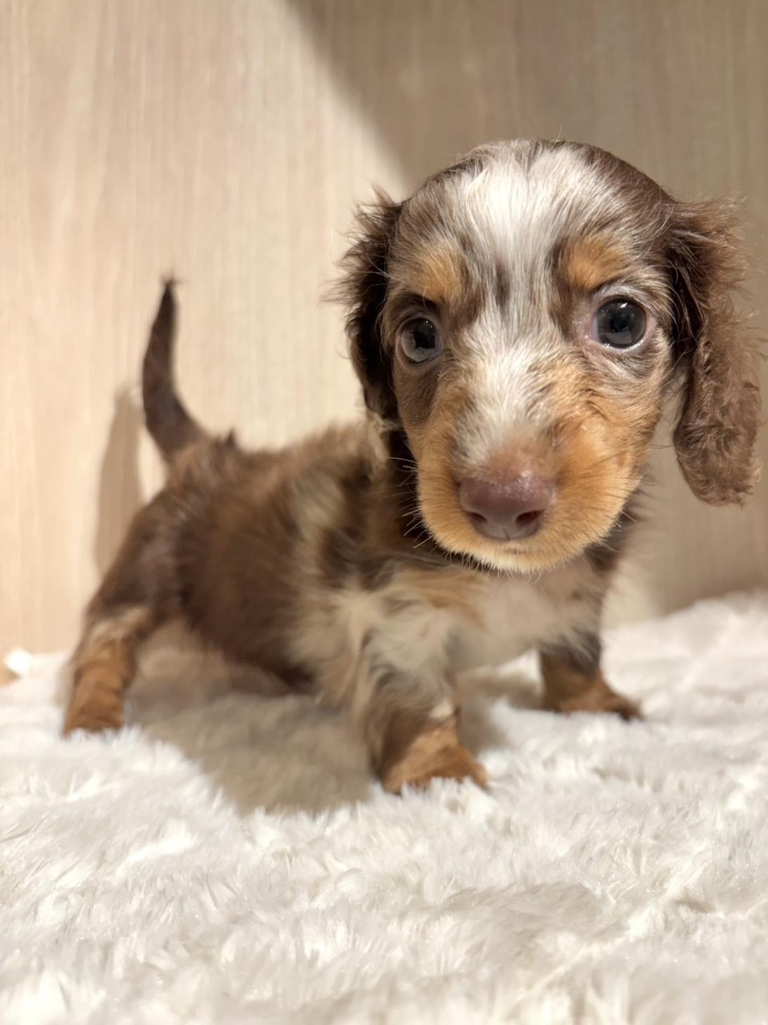 埼玉県のミニチュアダックスフンド(ロング) (PET SHOP Tiny tales/2026年7月5日生まれ/男の子/チョコレートダップル)の子犬の1枚目の画像