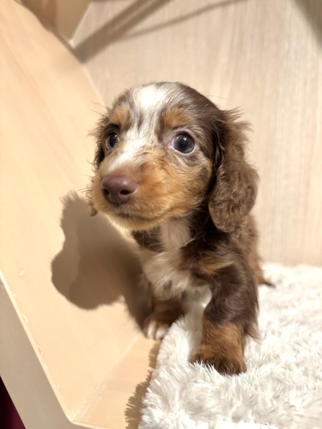 埼玉県のミニチュアダックスフンド(ロング) (PET SHOP Tiny tales/2026年7月5日生まれ/男の子/チョコレートダップル)の子犬の2枚目の画像