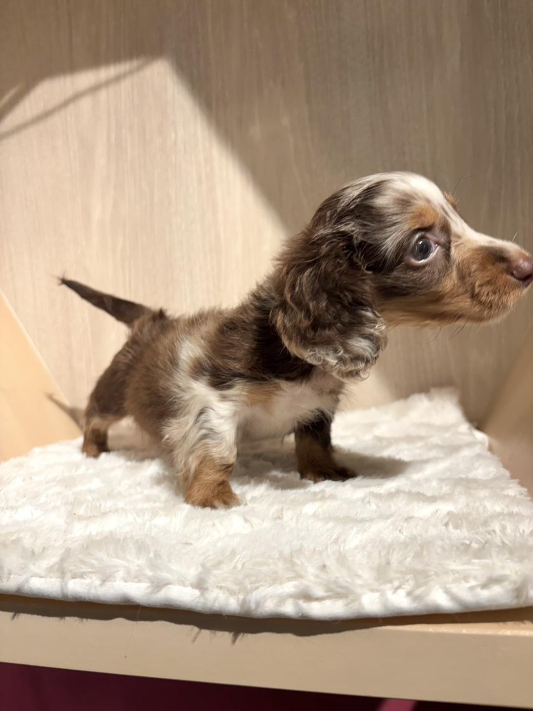 埼玉県のミニチュアダックスフンド(ロング) (PET SHOP Tiny tales/2026年7月5日生まれ/男の子/チョコレートダップル)の子犬の3枚目の画像