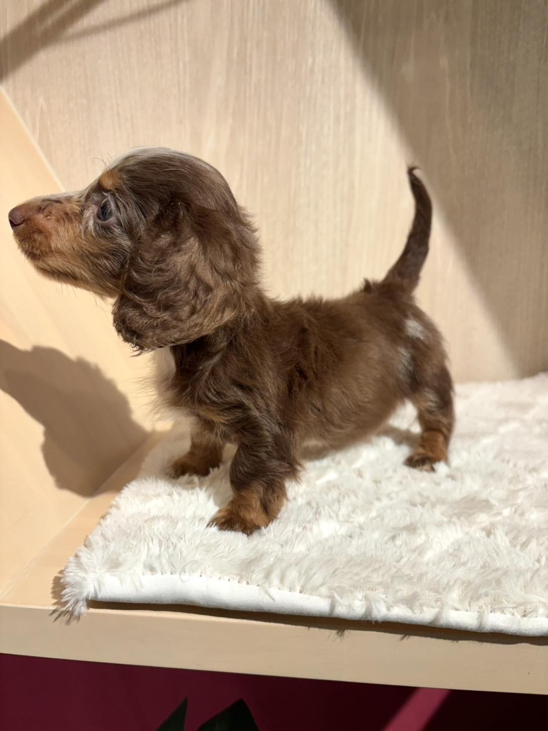 埼玉県のミニチュアダックスフンド(ロング) (PET SHOP Tiny tales/2026年7月5日生まれ/男の子/チョコレートダップル)の子犬の4枚目の画像
