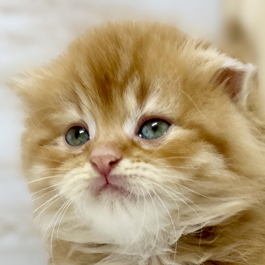 神奈川県のスコティッシュフォールド (にゃんこハウスPAW/2024年4月2日生まれ/女の子/レッドタビー)の子猫