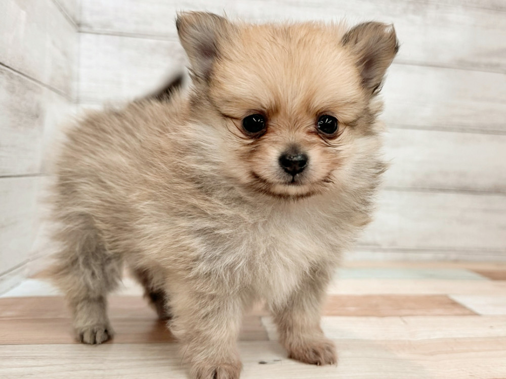 新潟県のポメチワ/チワポメ/ポメチー(ポメラニアン×チワワ) (竹内ペット 新潟西店/2025年11月8日生まれ/男の子/フォーン)の子犬の1枚目の画像