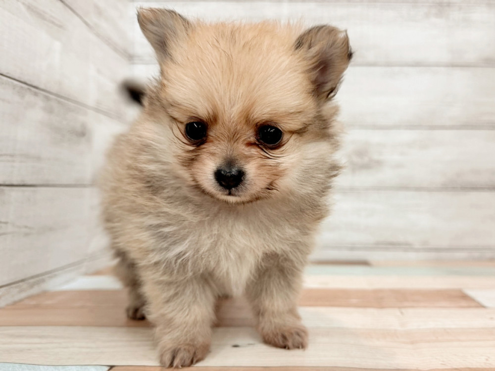 新潟県のポメチワ/チワポメ/ポメチー(ポメラニアン×チワワ) (竹内ペット 新潟西店/2025年11月8日生まれ/男の子/フォーン)の子犬の2枚目の画像