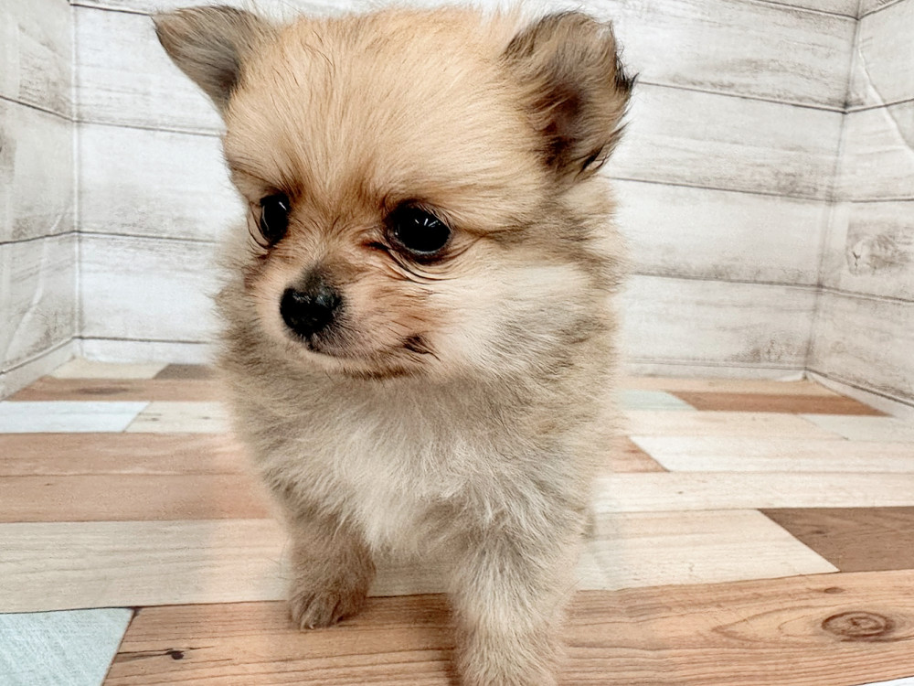 新潟県のポメチワ/チワポメ/ポメチー(ポメラニアン×チワワ) (竹内ペット 新潟西店/2025年11月8日生まれ/男の子/フォーン)の子犬の3枚目の画像