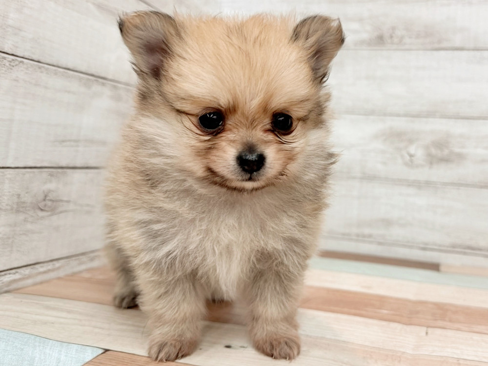 新潟県のポメチワ/チワポメ/ポメチー(ポメラニアン×チワワ) (竹内ペット 新潟西店/2025年11月8日生まれ/男の子/フォーン)の子犬の4枚目の画像