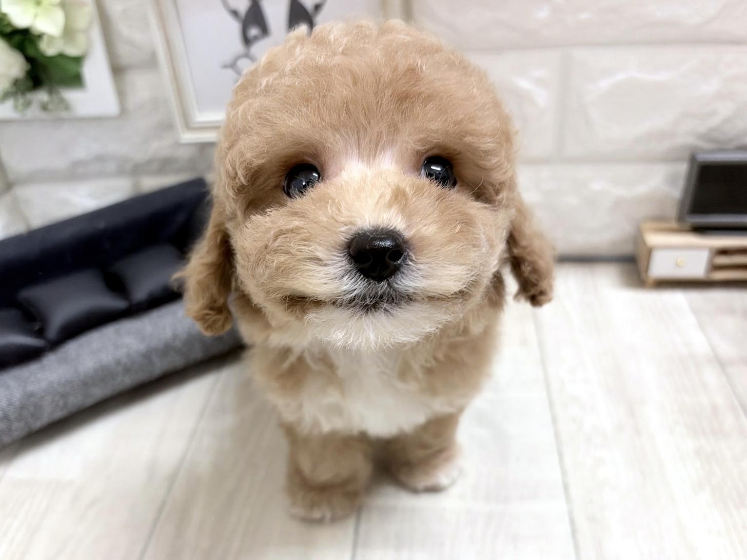 和歌山県のビションプー(ビションフリーゼ×プードル) (DOGMAN和歌山中之島店/2026年8月25日生まれ/男の子/アプリコットホワイト)の子犬の1枚目の画像