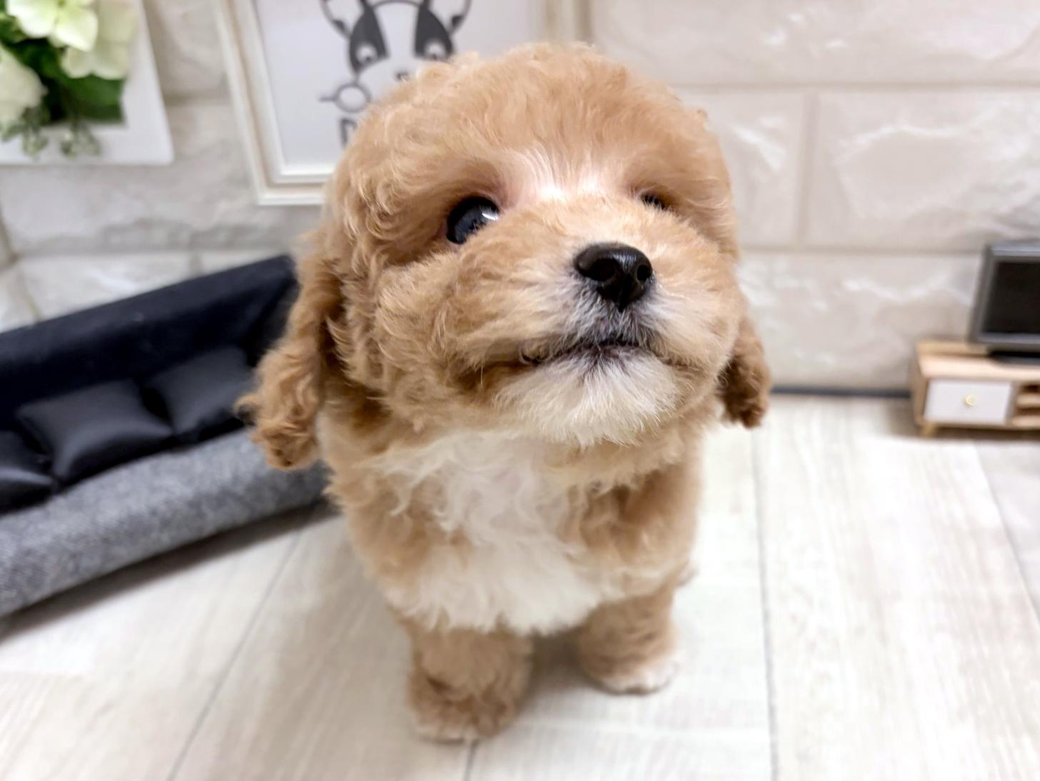 和歌山県のビションプー(ビションフリーゼ×プードル) (DOGMAN和歌山中之島店/2026年8月25日生まれ/男の子/アプリコットホワイト)の子犬の2枚目の画像